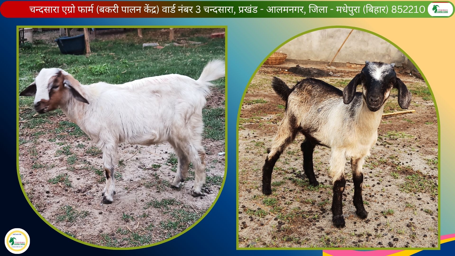 Chandsara Agro Farm (Bakri Palan) 7